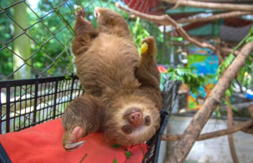 how to visit sloth sanctuary