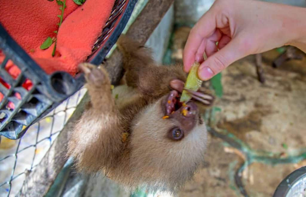 Volunteer with Sloths in Costa Rica Sloth Sanctuary and Rescue