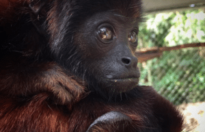 peru-amazon-wildlife-rescue-care-and-release-sanctuary11