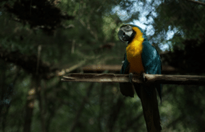 peru-amazon-wildlife-rescue-care-and-release-sanctuary16