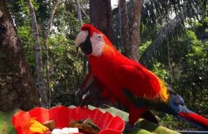 peru-amazon-wildlife-rescue-care-and-release-sanctuary19
