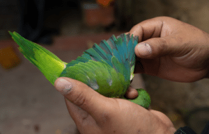peru-amazon-wildlife-rescue-care-and-release-sanctuary22