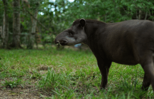 peru-amazon-wildlife-rescue-care-and-release-sanctuary26