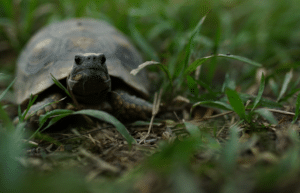 peru-amazon-wildlife-rescue-care-and-release-sanctuary27