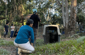 peru-amazon-wildlife-rescue-care-and-release-sanctuary29