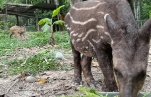 peru-amazon-wildlife-rescue-care-and-release-sanctuary31