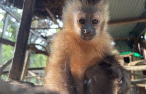 peru-amazon-wildlife-rescue-care-and-release-sanctuary36