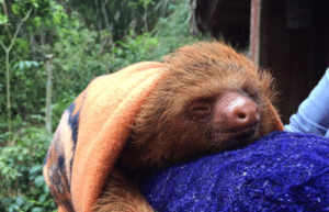 peru-amazon-wildlife-rescue-care-and-release-sanctuary37