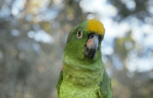 peru-amazon-wildlife-rescue-care-and-release-sanctuary5