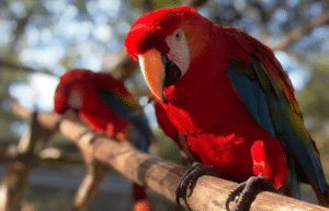 peru-amazon-wildlife-rescue-care-and-release-sanctuary6