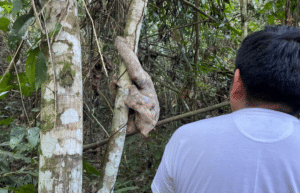 peru-amazon-wildlife-rescue-care-and-release-sanctuary8