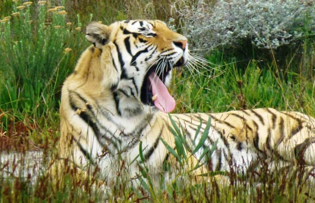 Top Ways to Volunteer Abroad with Lions and Tigers