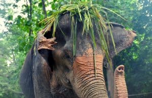 thailand-new-elephant-forest-refuge19