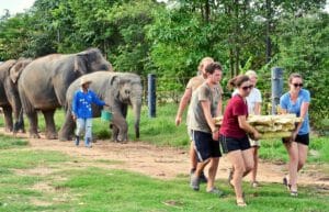 thailand-new-elephant-forest-refuge2