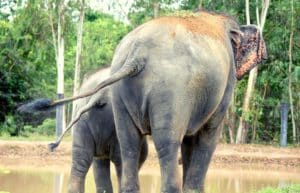 thailand-new-elephant-forest-refuge7