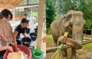 thiland-elephants-and-community-building-for-teenagers12