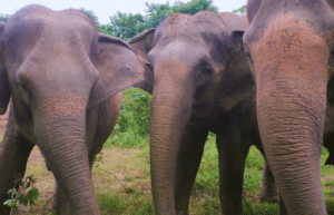 thiland-elephants-and-community-building-for-teenagers19