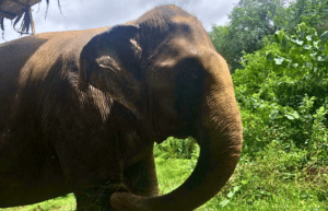 thiland-elephants-and-community-building-for-teenagers8