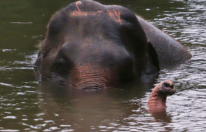 thiland-elephants-and-community-building-for-teenagers9