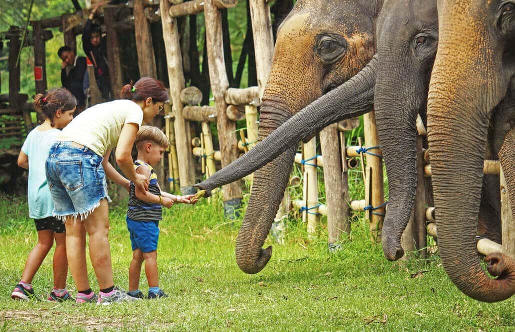 Thailand - Elephant Forest Refuge