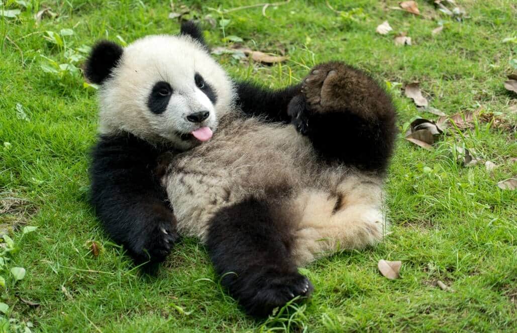 China - Giant Panda Center
