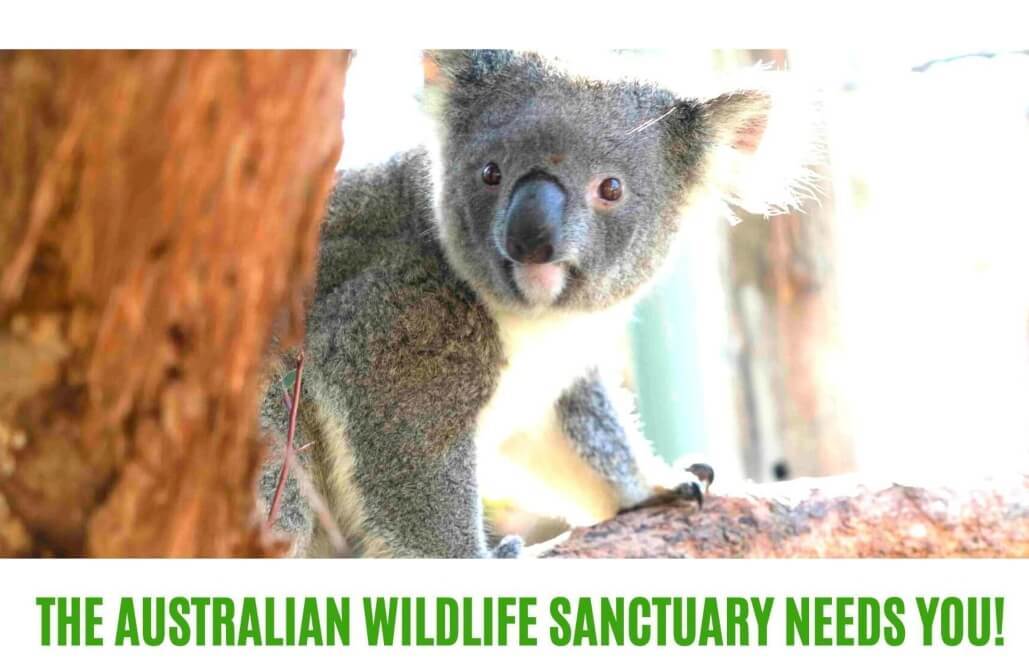Help Australian Wildlife by Volunteering at a Sanctuary!