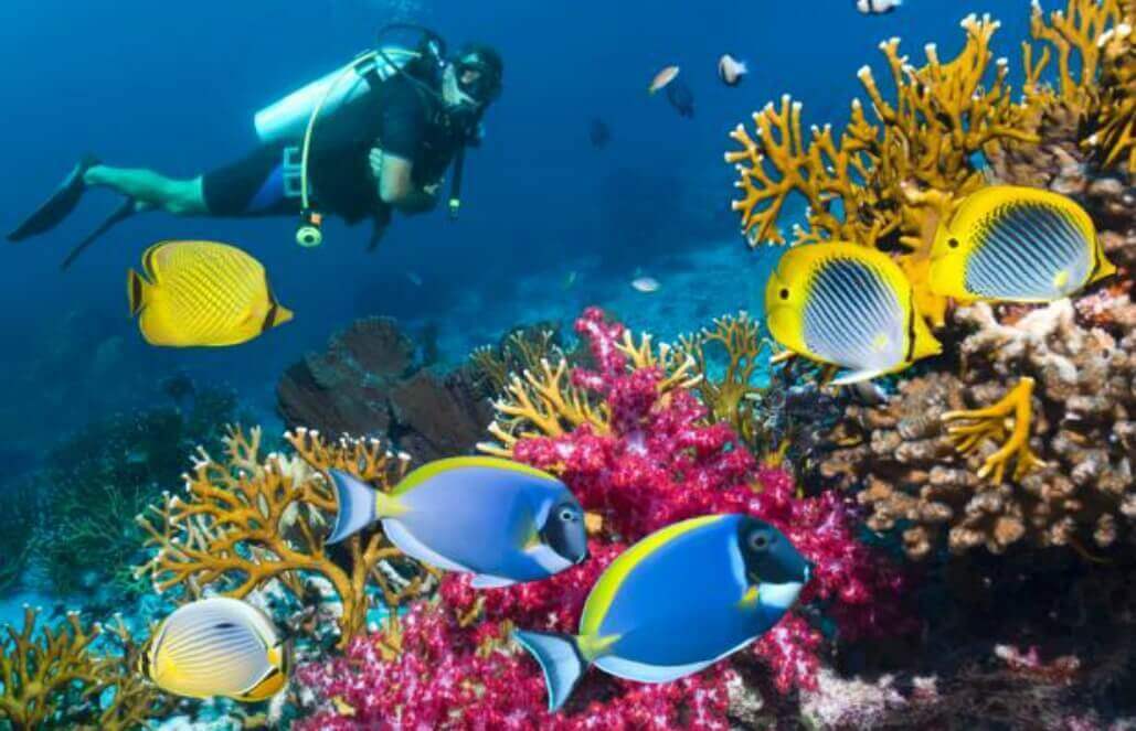 Top 5 Marine Conservation Programs Abroad