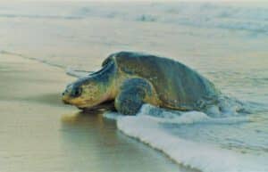 Ecuador - Sea Turtle Conservation and Environmental Outreach 05