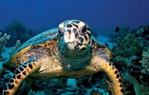 Ecuador - Sea Turtle Conservation and Environmental Outreach 06