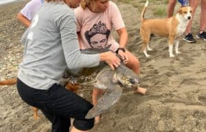 Ecuador - Sea Turtle Conservation and Environmental Outreach 07