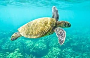 Ecuador - Sea Turtle Conservation and Environmental Outreach 08