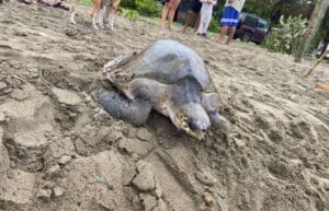Ecuador - Sea Turtle Conservation and Environmental Outreach 13