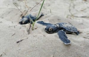 Ecuador - Sea Turtle Conservation and Environmental Outreach 14