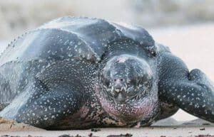 Ecuador - Sea Turtle Conservation and Environmental Outreach 16