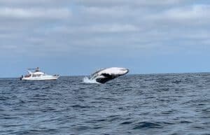 Ecuador - Humpback Whale Conservation 1