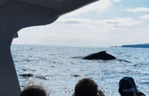 Ecuador - Humpback Whale Conservation 3