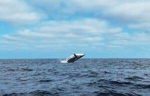 Ecuador - Humpback Whale Conservation 5
