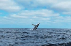Ecuador - Humpback Whale Conservation 6