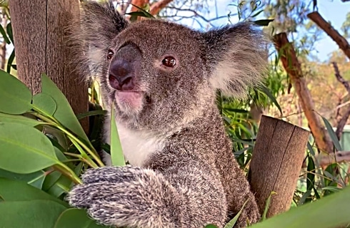 Volunteer in Australia at the Wild Animal Sanctuary | GoEco