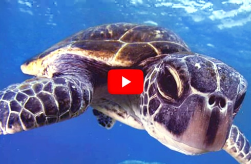 Bali---Bali-Sea-Turtle-Rescue---main---Video