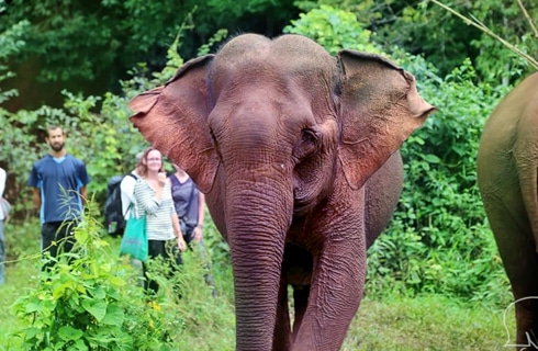 Cambodia---Elephant-Sanctuary-&-Forest-Conservation---main---1