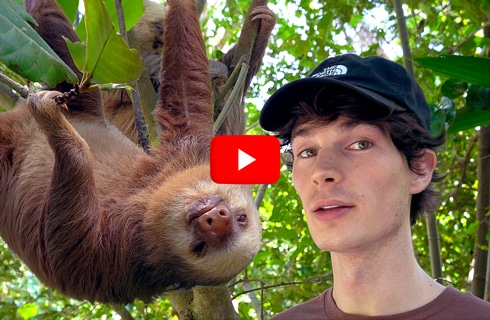 Costa-Rica---Animal-Rescue-and-Conservation---main---Video---double-check-proportion