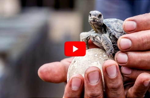 Ecuador---Giant-Tortoise-and-Sea-Turtle-Conservation-in-the-Galápagos---main---Video