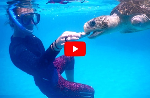 Maldives---Marine-and-Turtle-Conservation---main---Video