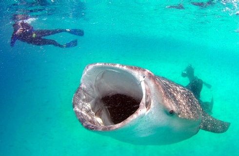 Mozambique---Whale-Shark-and-Marine-Conservation---main---1