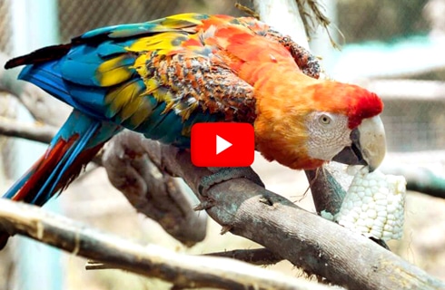 Volunteer with Wildlife in Peru, Endangered Shelter Animals | GoEco Volunteer with Wildlife in Peru, Endangered Shelter Animals | GoEco