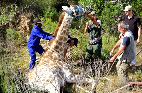 South-Africa---Pre-Vet-Wildlife-Internship---main---1