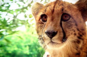 Volunteer in Wildlife Rehabilitation Center in South Africa | GoEco