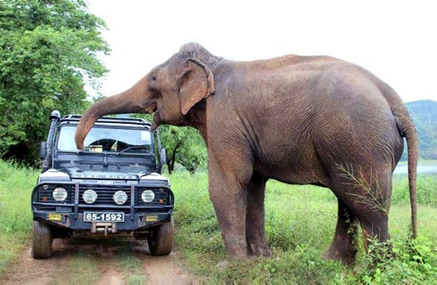 Sri-Lanka---Wild-Elephant-Conservation-and-Research---main---1