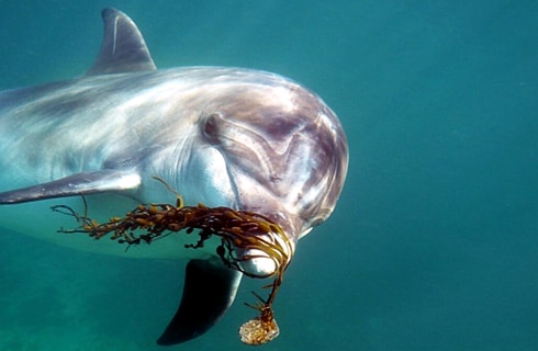 Tanzania---Dolphin-and-Marine-Conservation---main---1